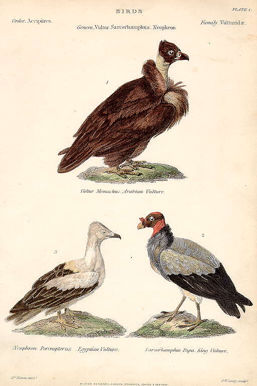 Vultures, William McKenzie, c1850