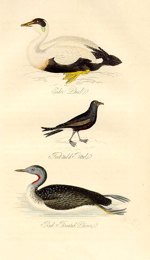 Duck & Diver, 1835