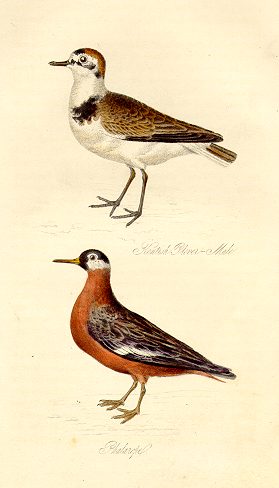 Plover & Phalarope, 1835