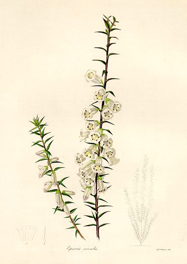 Epacris nivalis, 1836