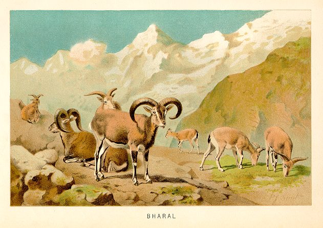 Bharal, 1893
