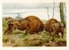 European Bison, 1893