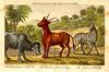Africa, Cape of Good Hope animals, 1760