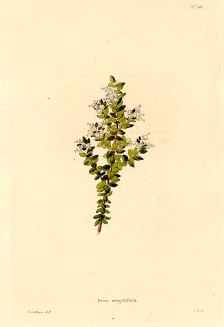 Erica serpyllifolia, (Cape of Good Hope), 1823