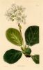 Saxifraga ligulata, (Nepal & Bengal), 1823