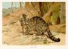 Wild Cat, 1893