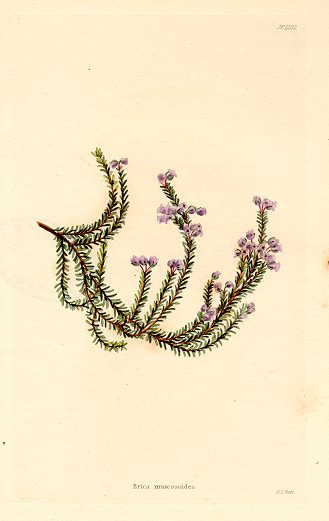 Erica muscosoides, (Cape, South Africa), 1823